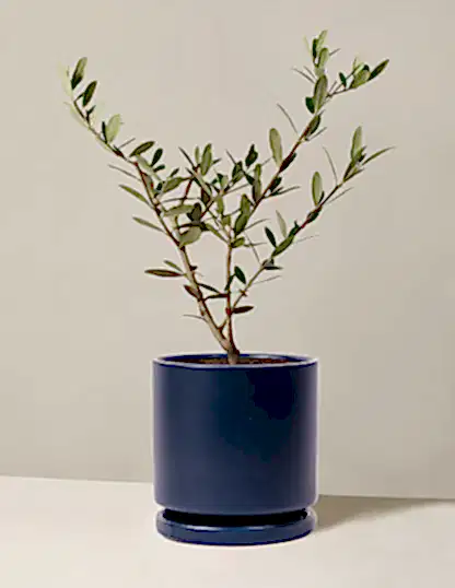 Olive Tree