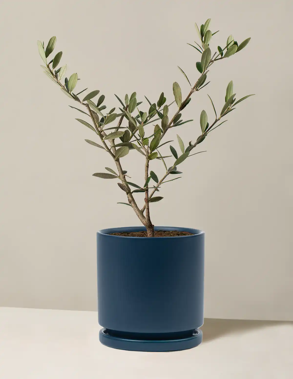 Olive Tree