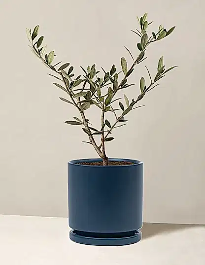 Olive Tree