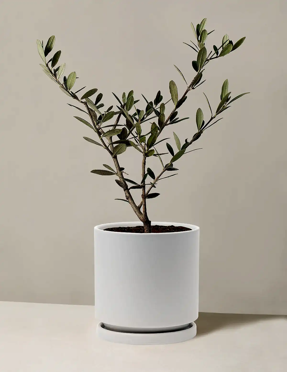 Olive Tree