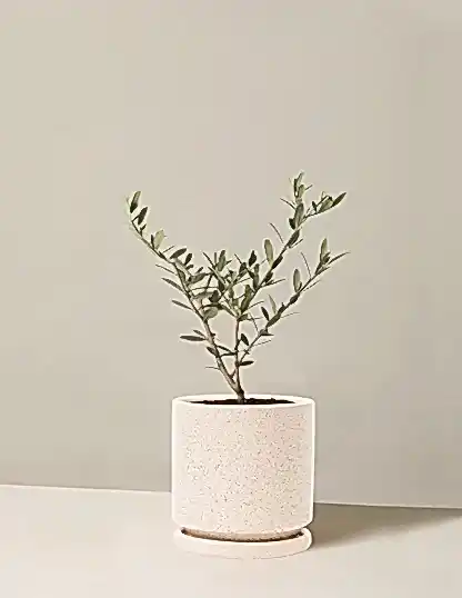 Olive Tree