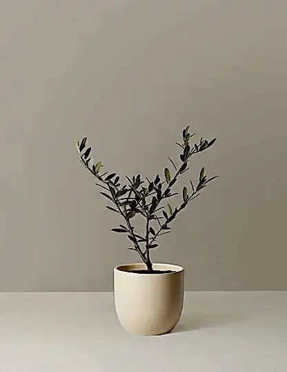 Olive Tree