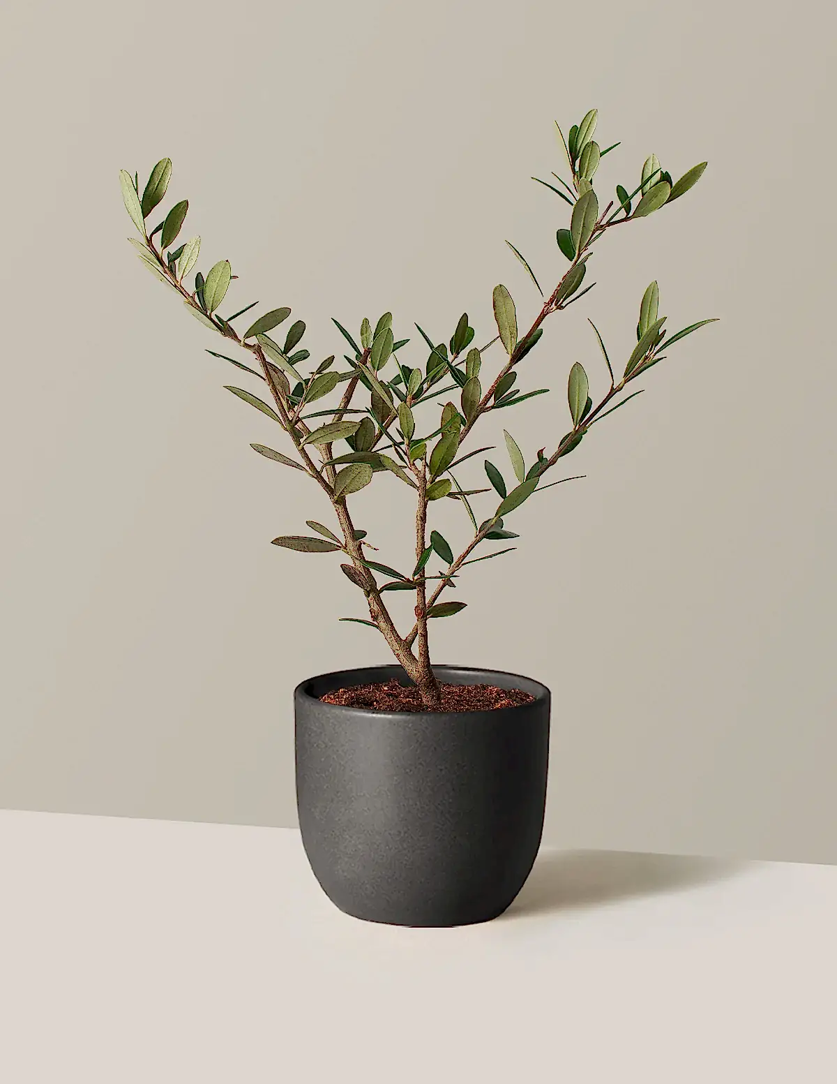Olive Tree