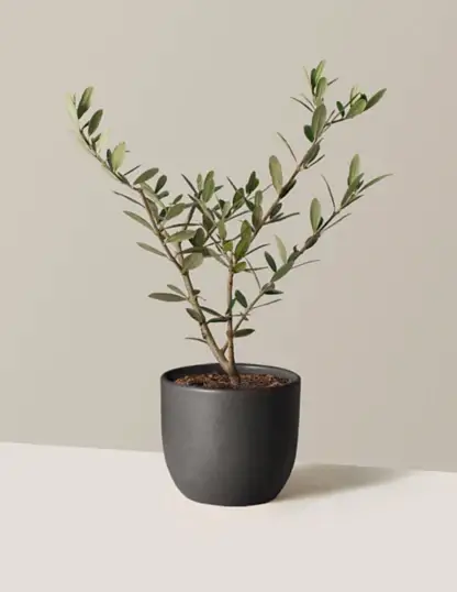 Olive Tree