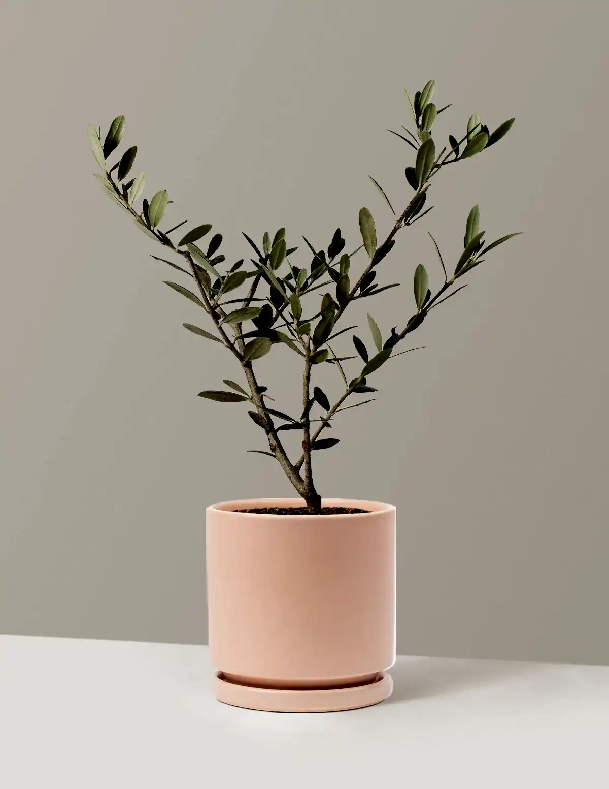 Olive Tree