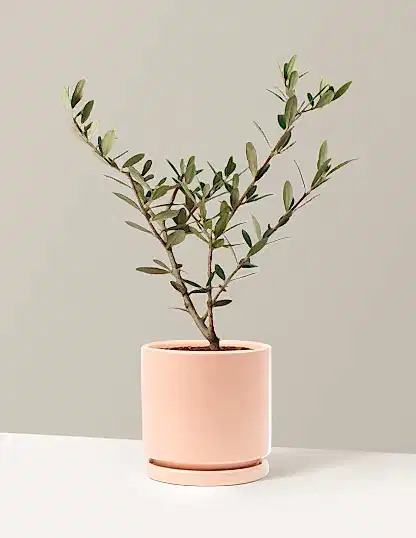 Olive Tree