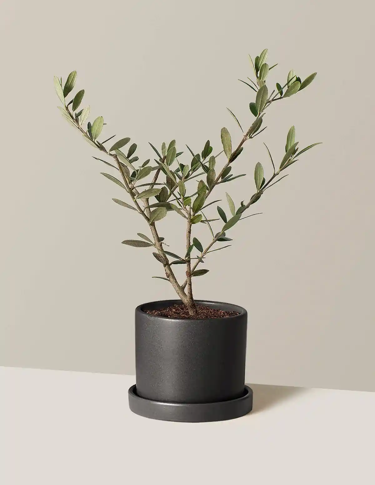 Olive Tree