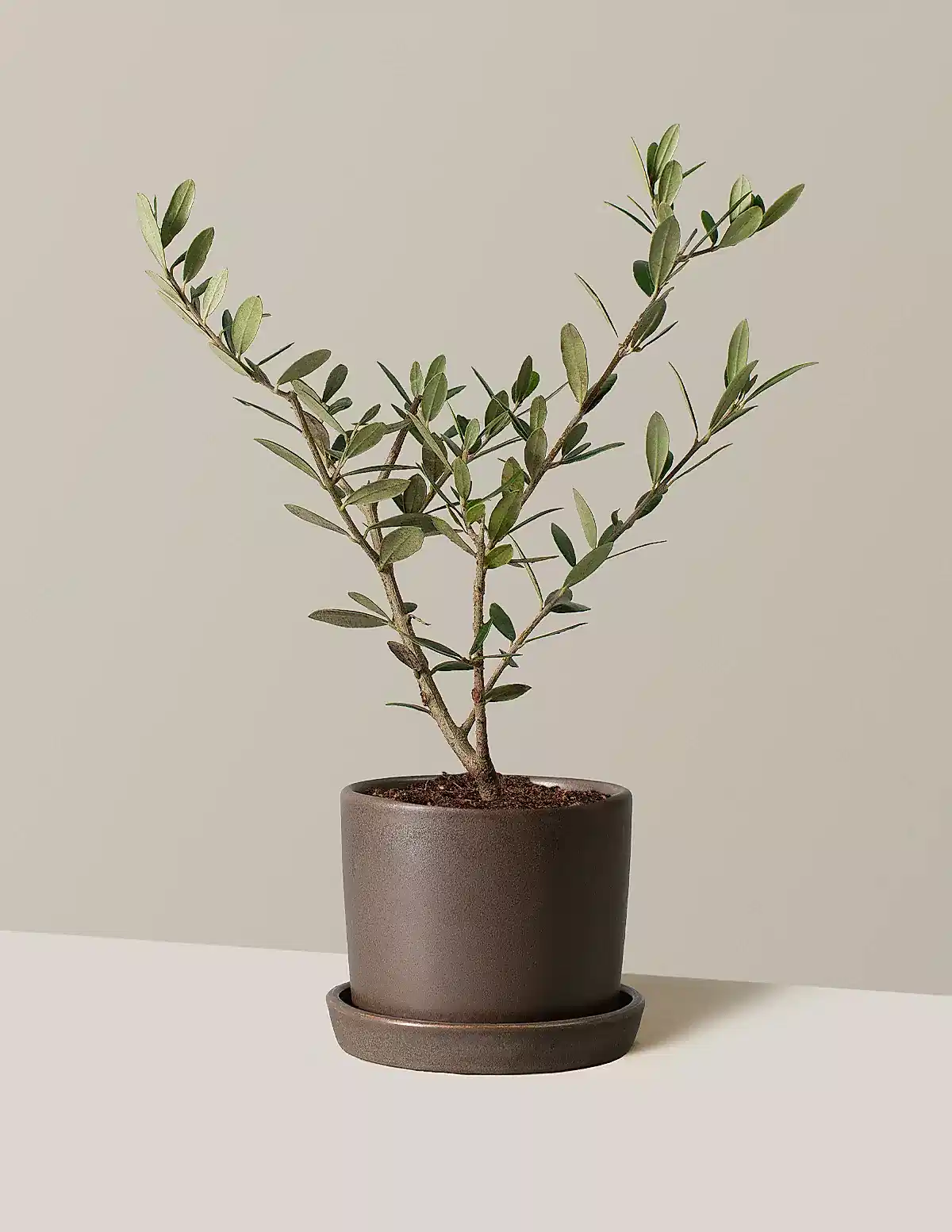 Olive Tree