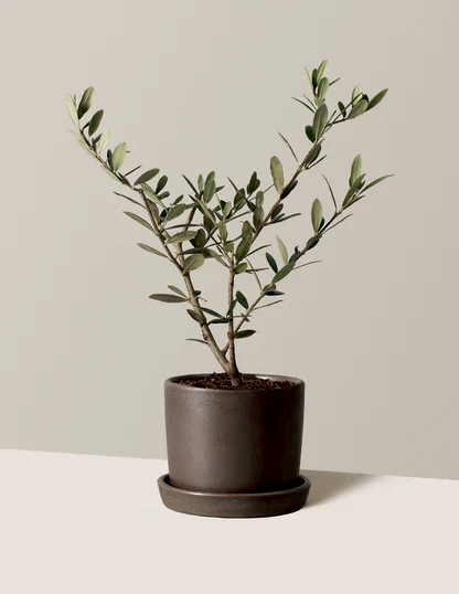 Olive Tree