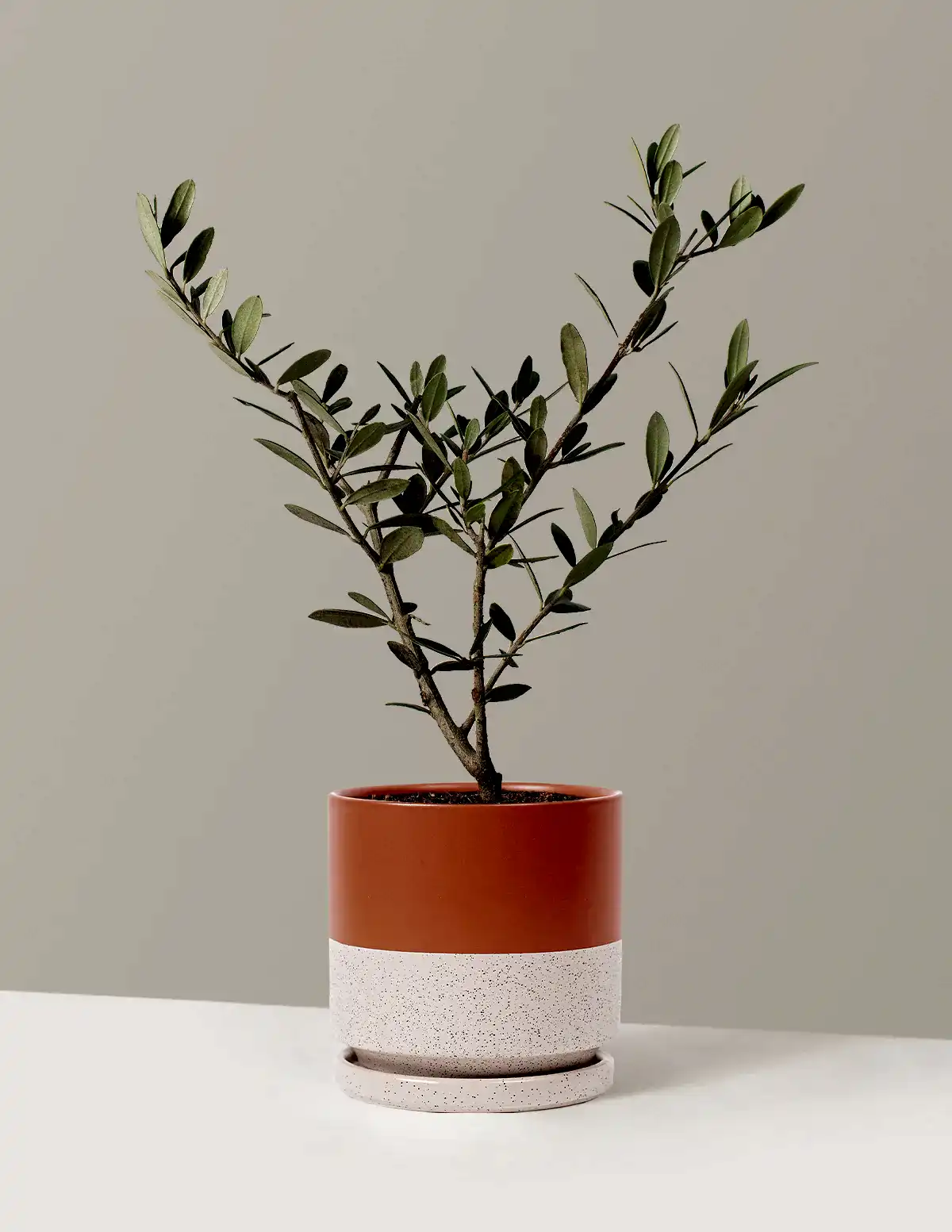 Olive Tree