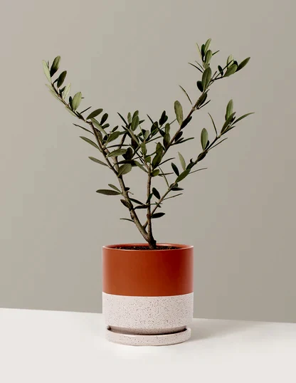 Olive Tree