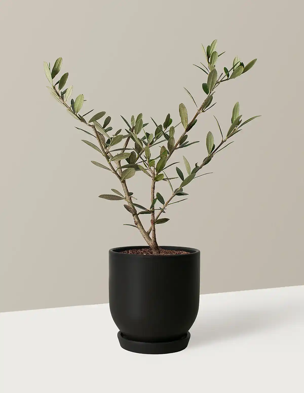 Olive Tree