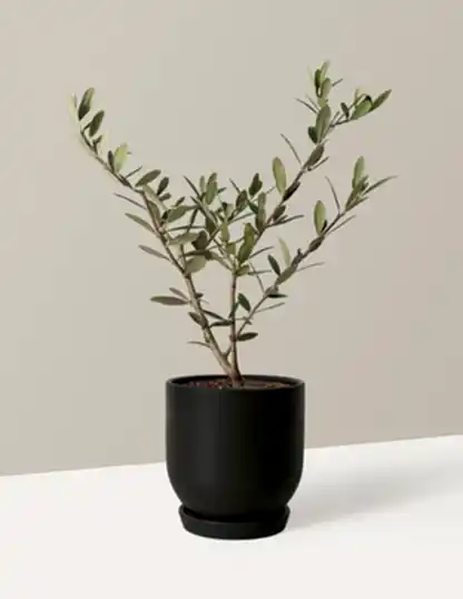 Olive Tree