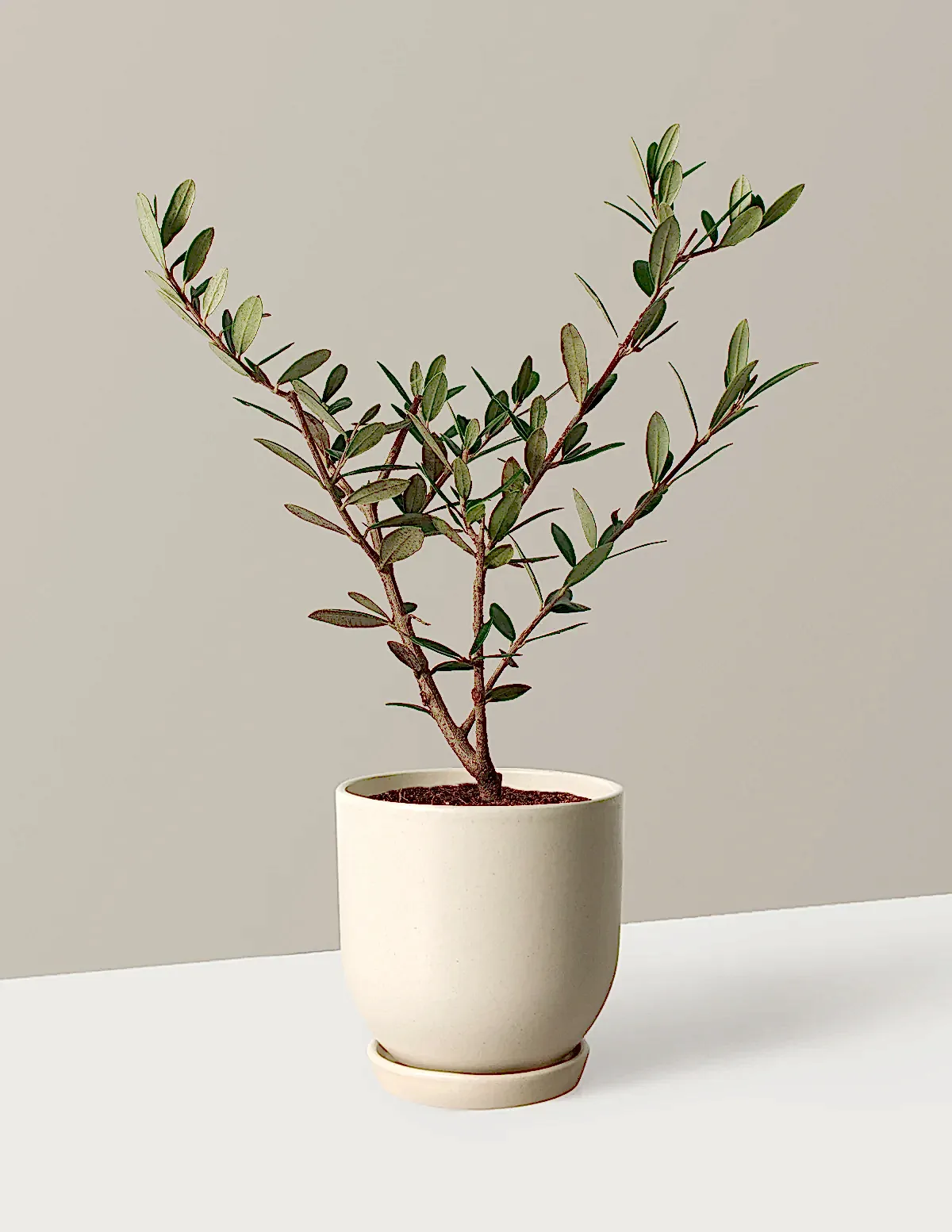 Olive Tree