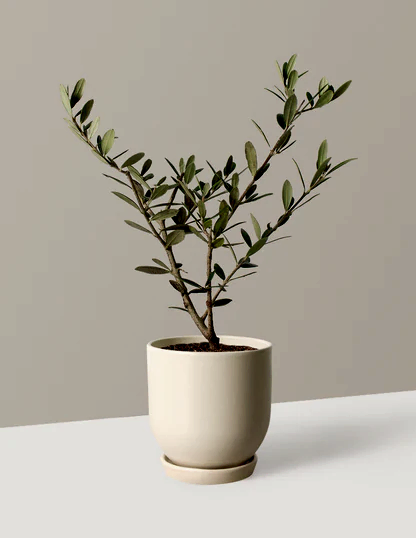 Olive Tree