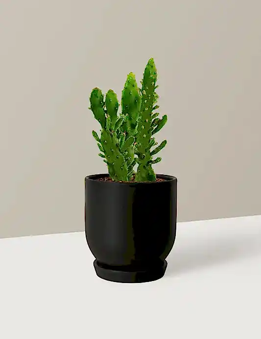 Prickly Pear Cactus