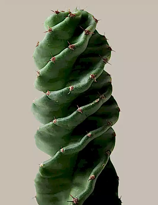 Spiral Cactus
