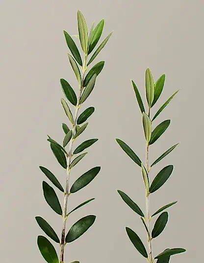 Olive Tree